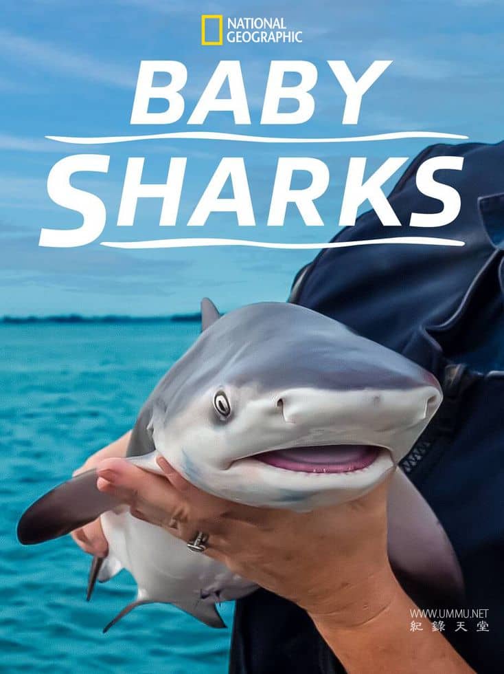 鲨鱼宝宝成长记 Baby Sharks