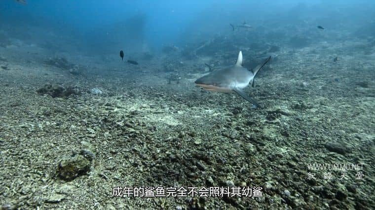 鲨鱼宝宝成长记 Baby Sharks