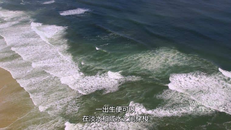 鲨鱼宝宝成长记 Baby Sharks