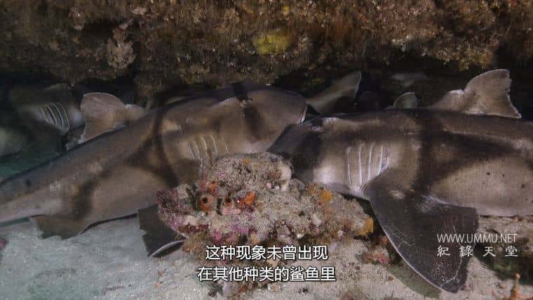 鲨鱼宝宝成长记 Baby Sharks