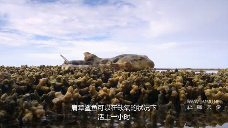 鲨鱼宝宝成长记 Baby Sharks