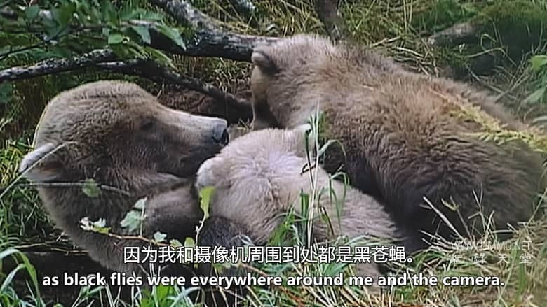 灰熊人日记系列 Diary Of The Grizzly Man: Series