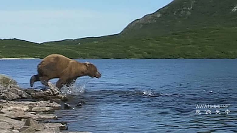 灰熊人日记系列 Diary Of The Grizzly Man: Series