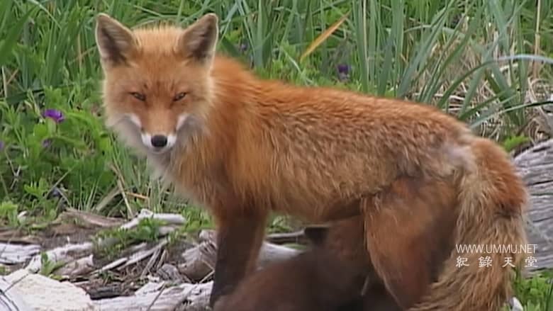 灰熊人日记系列 Diary Of The Grizzly Man: Series