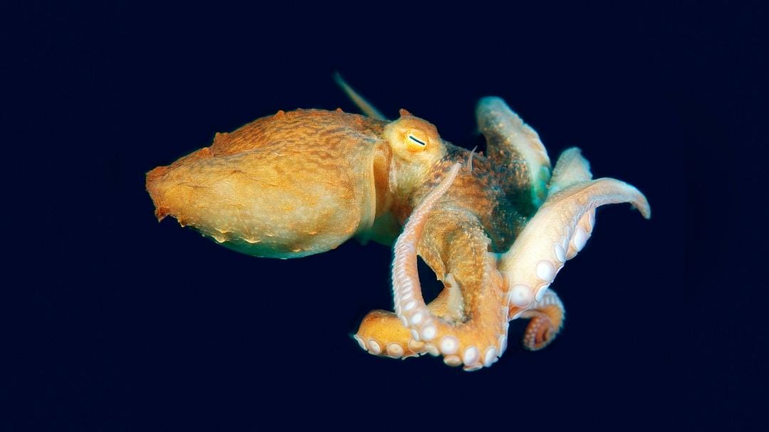 怪诞星球 Absurd Planet