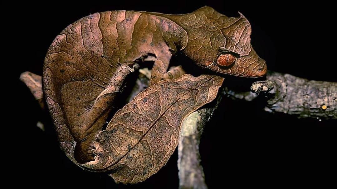 怪诞星球 Absurd Planet