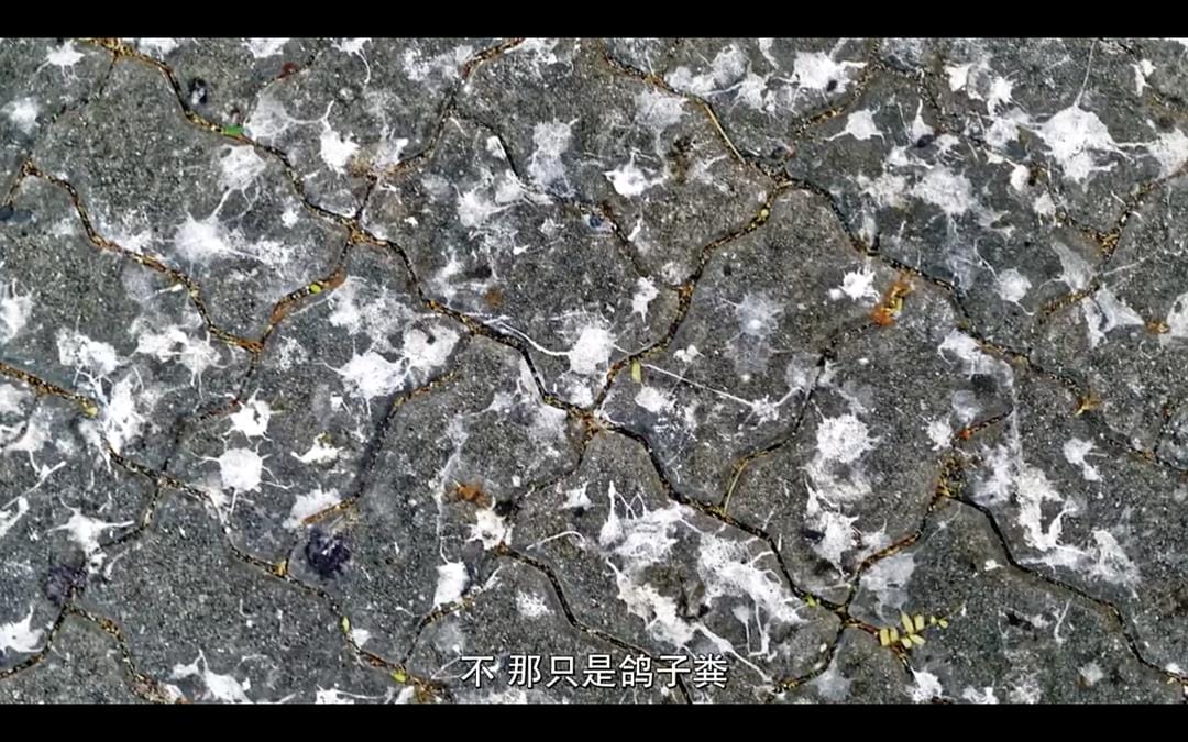 怪诞星球 Absurd Planet