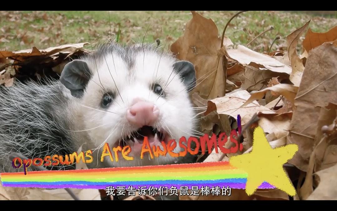 怪诞星球 Absurd Planet