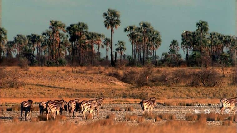 非洲沙漠风暴 Africa's Desert Storms