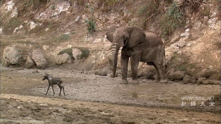 非洲沙漠风暴 Africa's Desert Storms