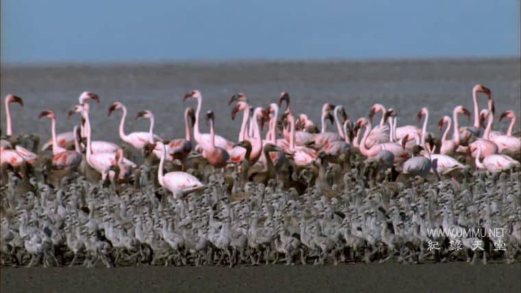 非洲沙漠风暴 Africa's Desert Storms