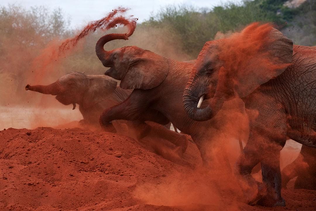 天生狂野 Born to Be Wild