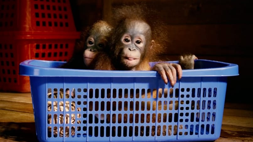 天生狂野 Born to Be Wild