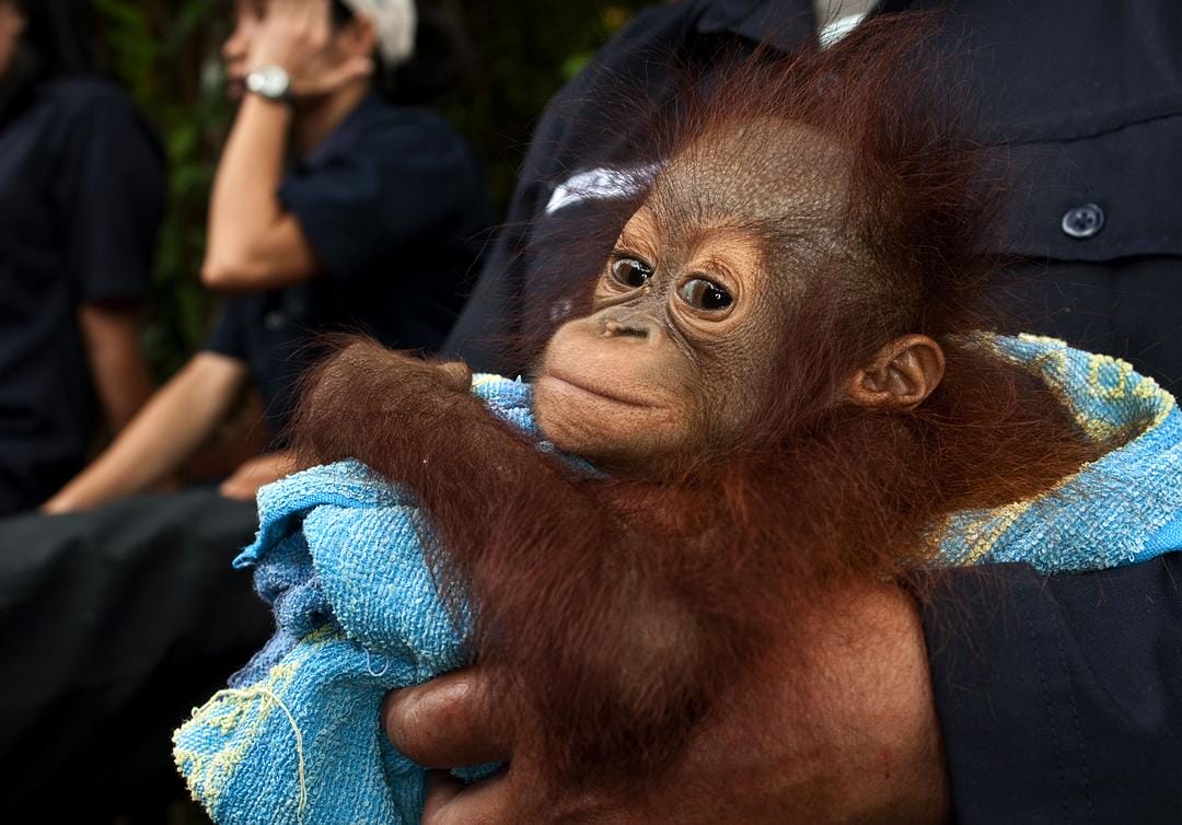 天生狂野 Born to Be Wild