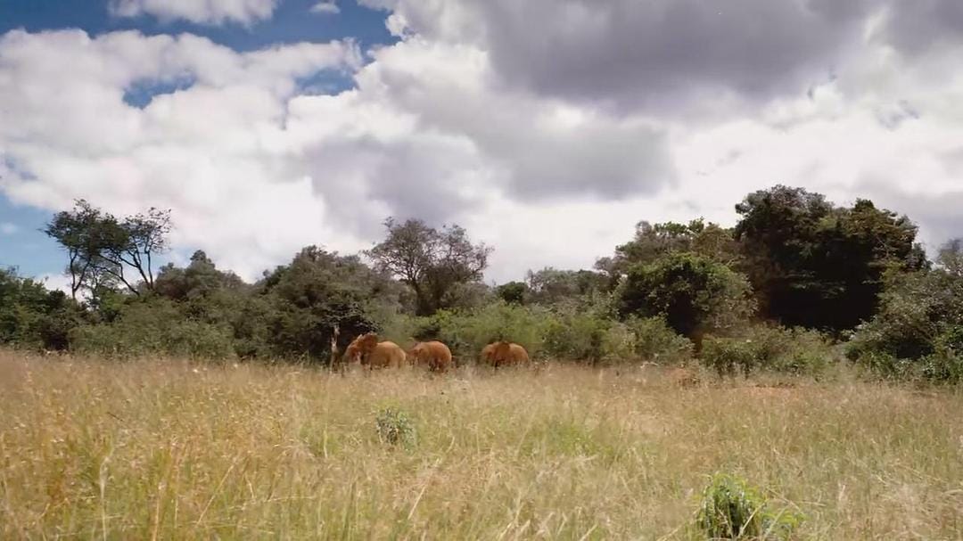 天生狂野 Born to Be Wild