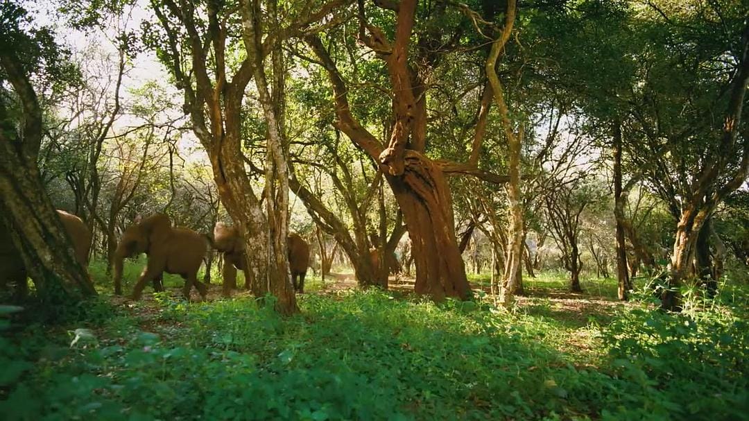 天生狂野 Born to Be Wild