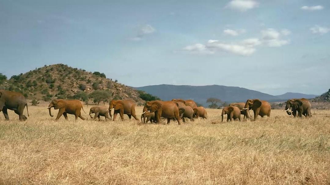 天生狂野 Born to Be Wild