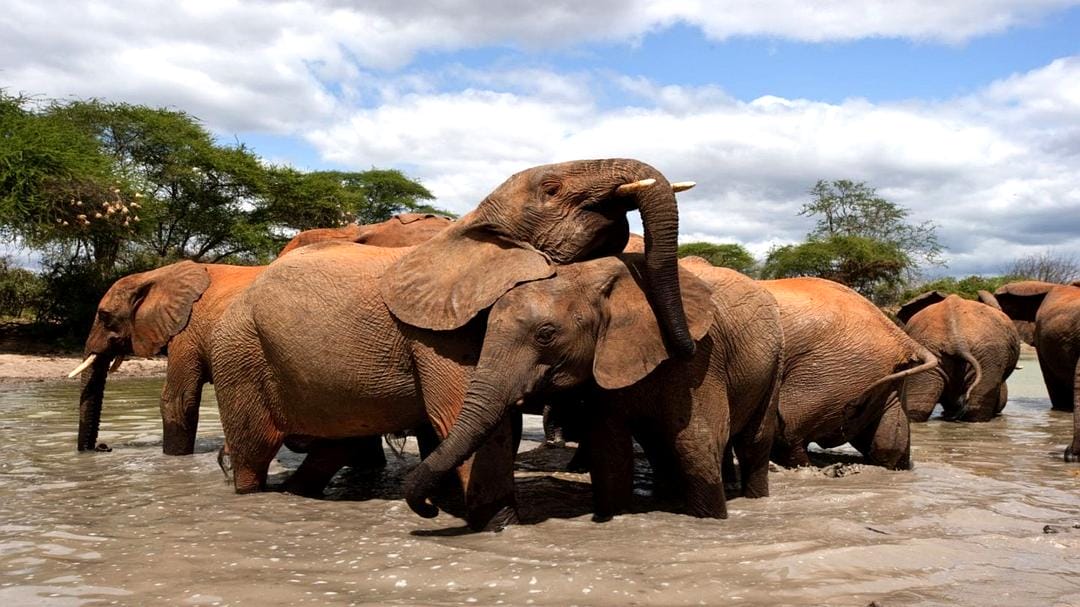 天生狂野 Born to Be Wild