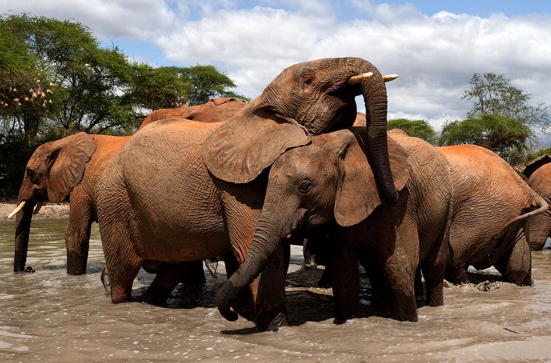 天生狂野 Born to Be Wild