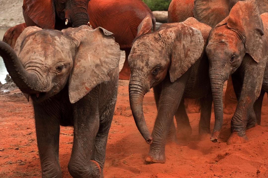 天生狂野 Born to Be Wild