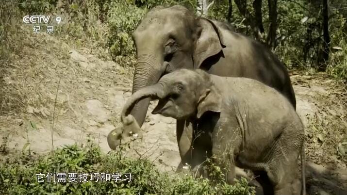 野性四季：珍稀野生动物在中国