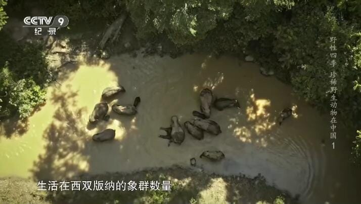 野性四季：珍稀野生动物在中国