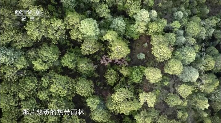 野性四季：珍稀野生动物在中国