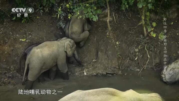 野性四季：珍稀野生动物在中国