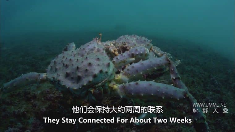 怪物入侵 Alien Takeover