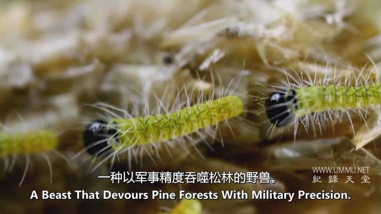 怪物入侵 Alien Takeover