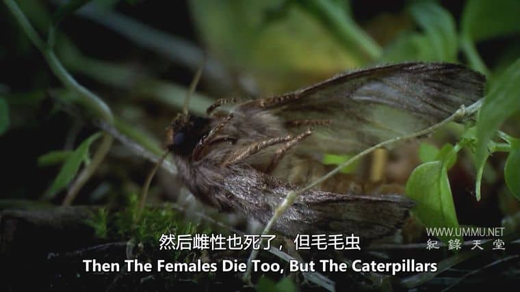 怪物入侵 Alien Takeover