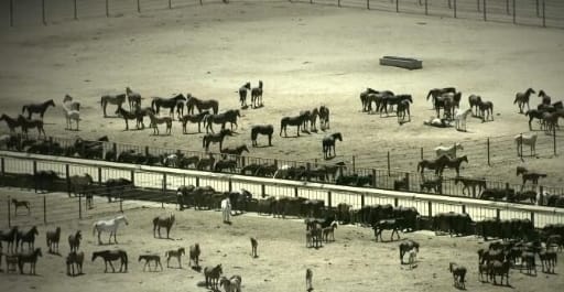 抢救脱网族  第9季  HOMESTEAD RESCUE