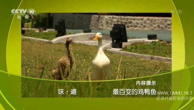 味道 最百变的鸡鸭鱼