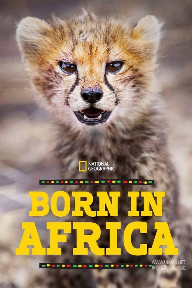 非洲原野育成记 Born In Africa