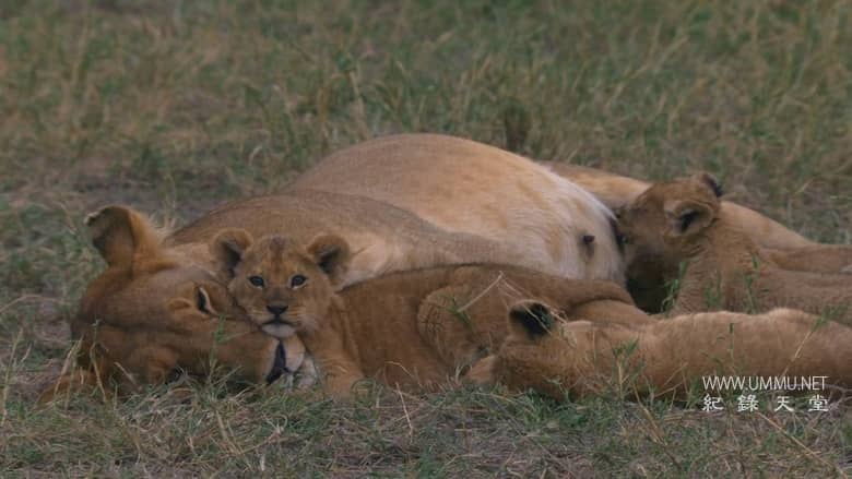 非洲原野育成记 Born In Africa
