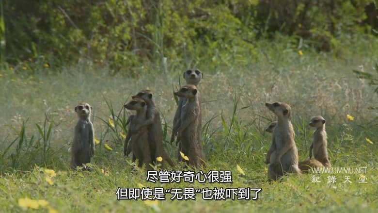 非洲原野育成记 Born In Africa