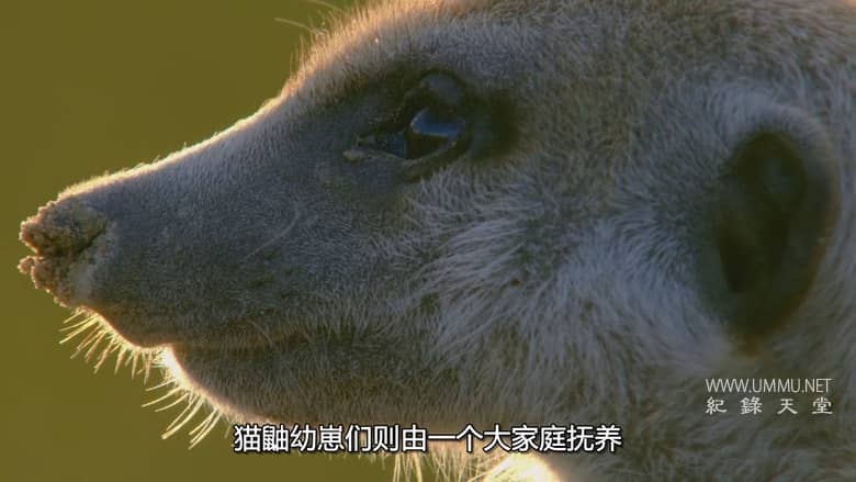 非洲原野育成记 Born In Africa