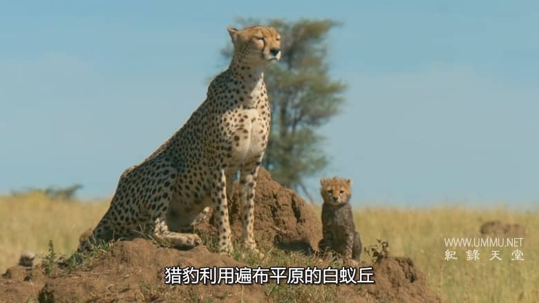 非洲原野育成记 Born In Africa