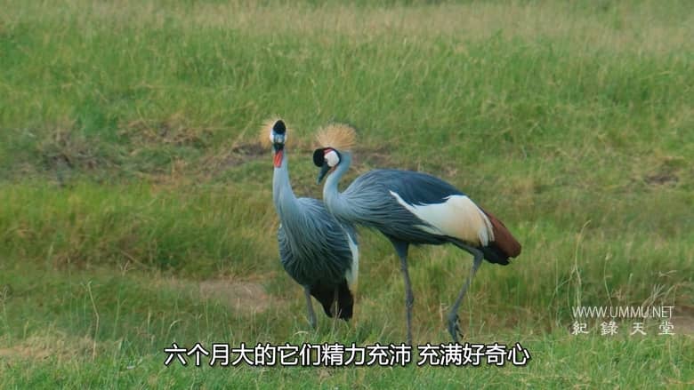 非洲原野育成记 Born In Africa