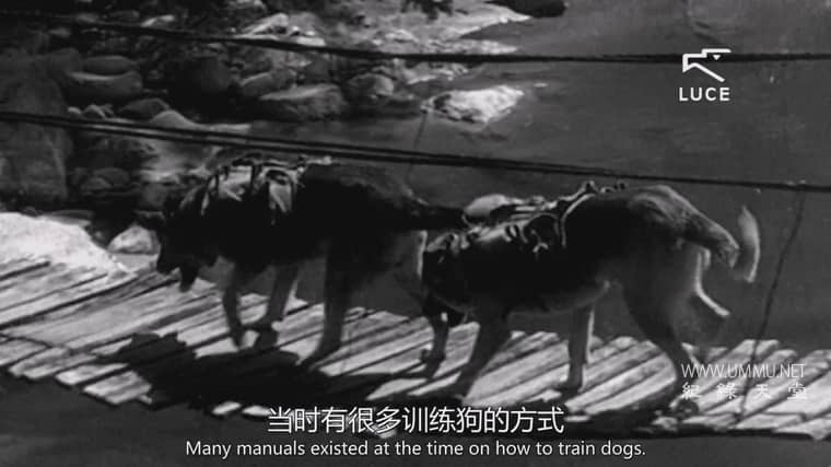 战争中的动物 Animali nella Grande Guerra
