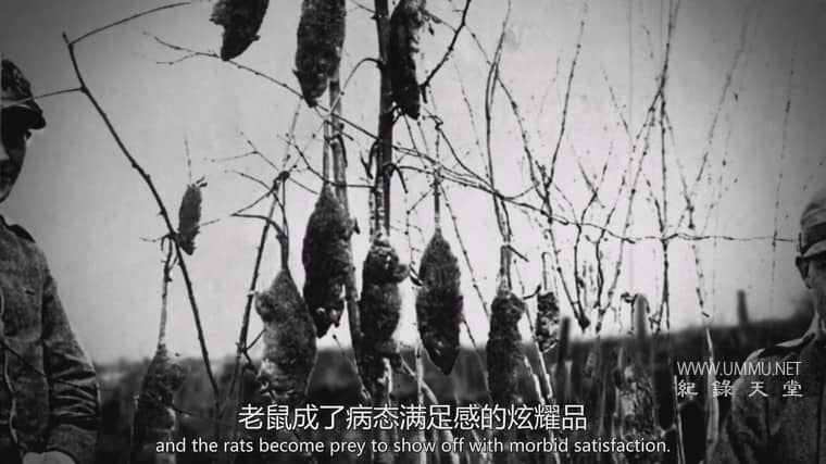 战争中的动物 Animali nella Grande Guerra