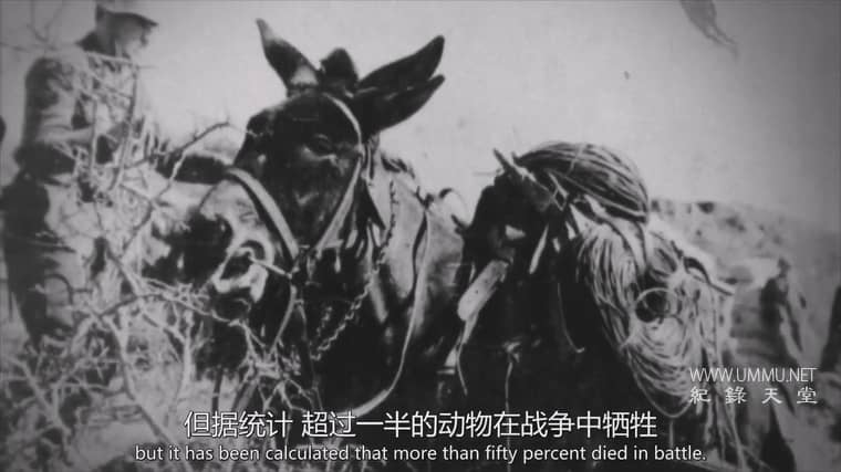 战争中的动物 Animali nella Grande Guerra