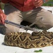 蛇王 奥斯汀·史蒂文斯 Austin Stevens Snakemaster