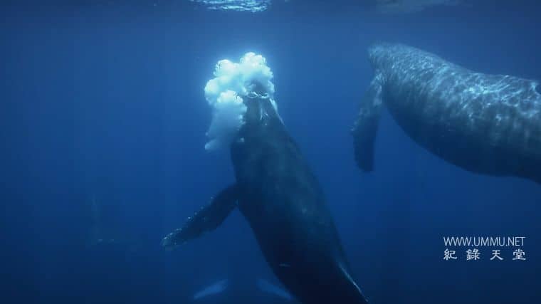 澳大利亚重制版 Australia Remastered