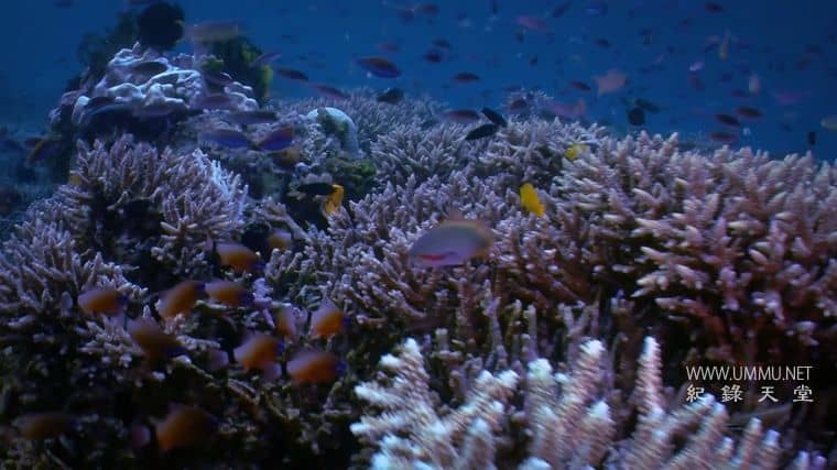 澳大利亚重制版 Australia Remastered