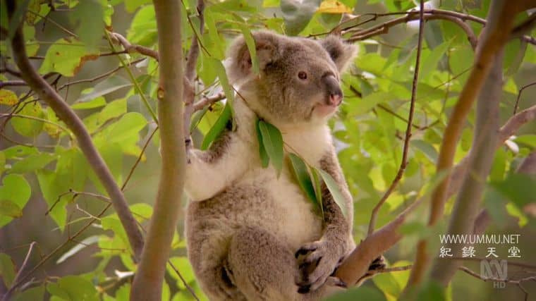 澳大利亚重制版 Australia Remastered