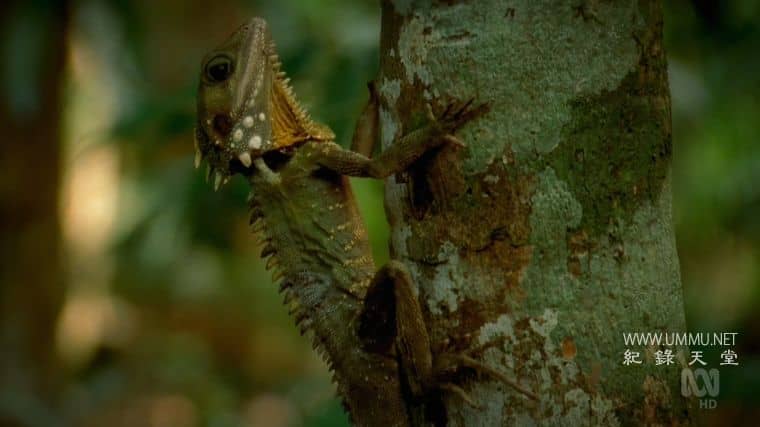 澳大利亚重制版 Australia Remastered