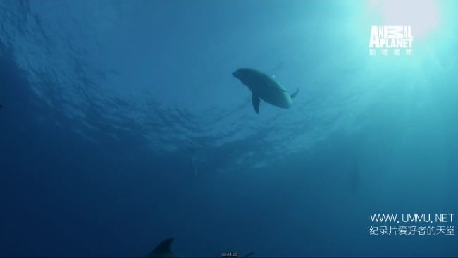蓝色巴哈马：沙滩公寓 Bahama Blue:The Sand Flats