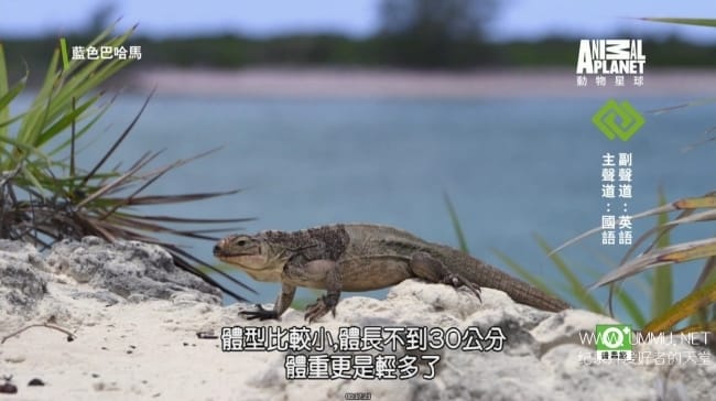 蓝色巴哈马：沙滩公寓 Bahama Blue:The Sand Flats