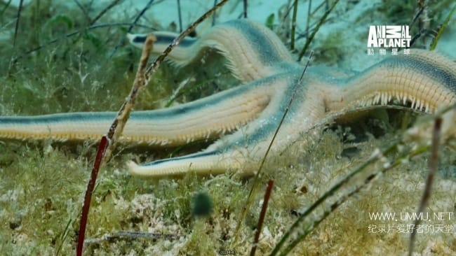 蓝色巴哈马：沙滩公寓 Bahama Blue:The Sand Flats
